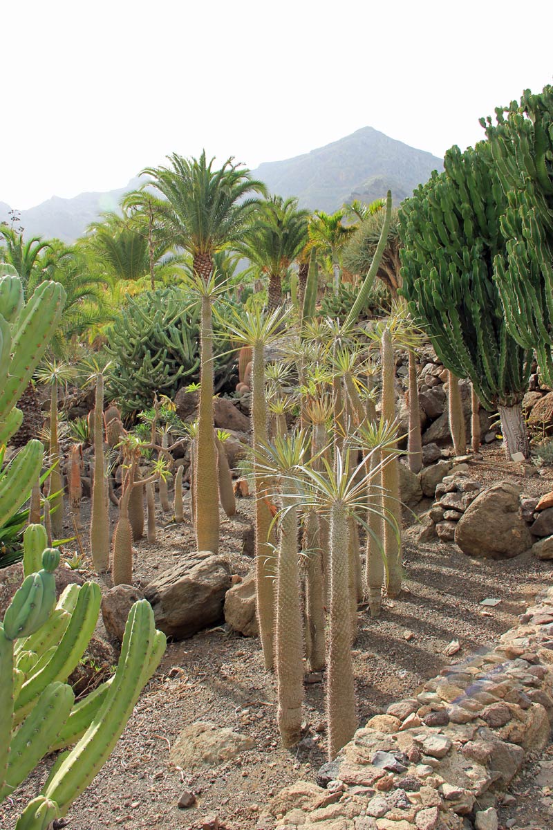 GIARDIN DE CACTUS di Gran Canaria